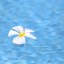 プールに浮かぶ花の画像