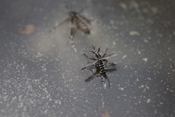蚊の画像