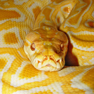 オレンジ色の蛇の画像