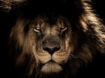 夢占い　【ライオン】ライオンと遊ぶ・ライオンと戦う夢の意味